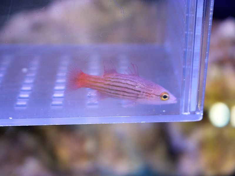 コレッティリーフバスレット バリ 海水魚ショップ ナチュラル