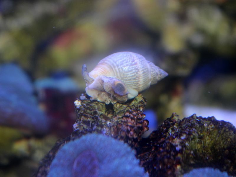 サメムシロガイ 海水魚ショップ ナチュラル