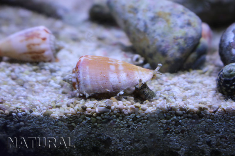 マガキガイ 海水魚ショップ ナチュラル